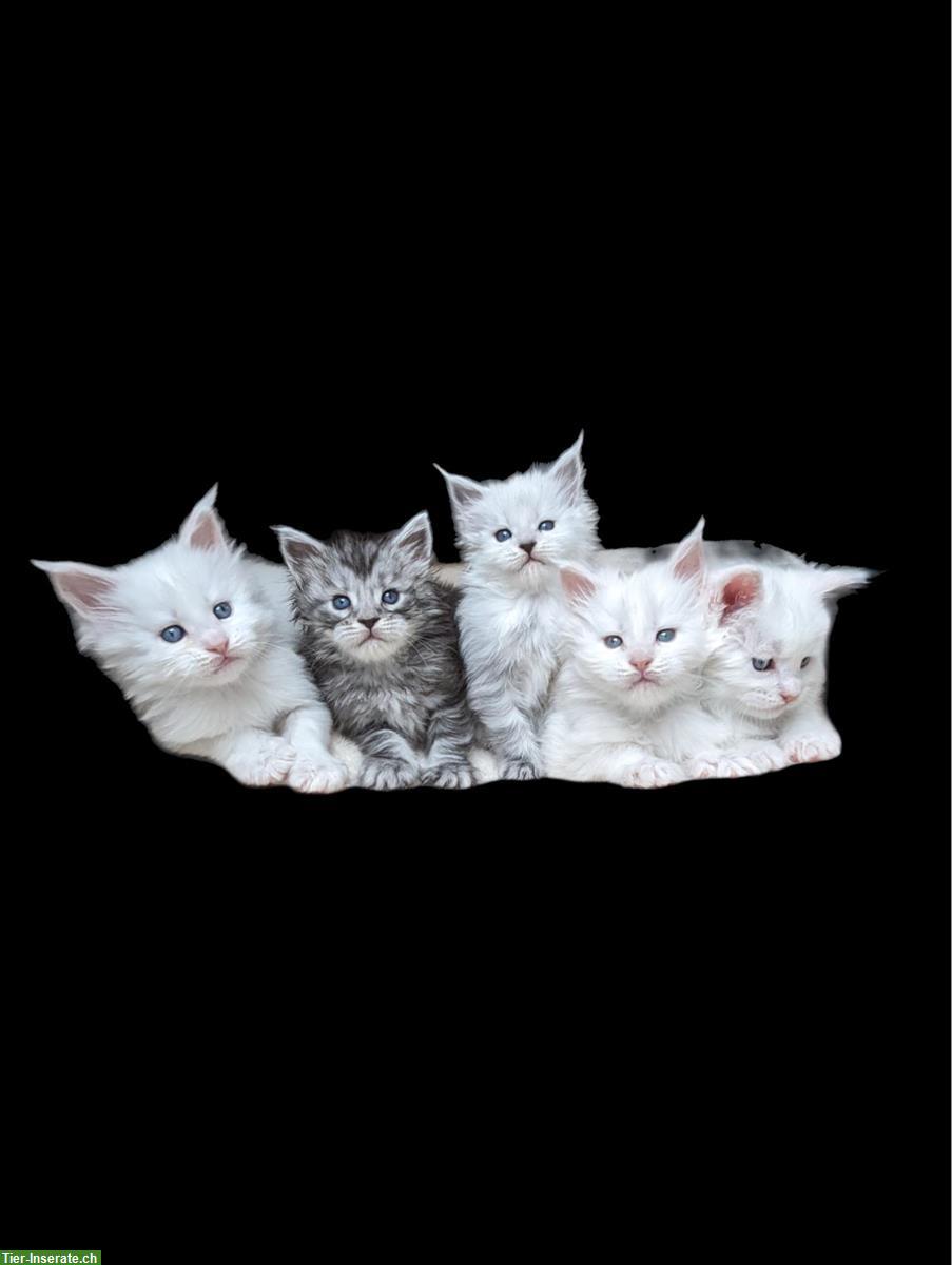 Hochsilberne Maine Coon Kitten