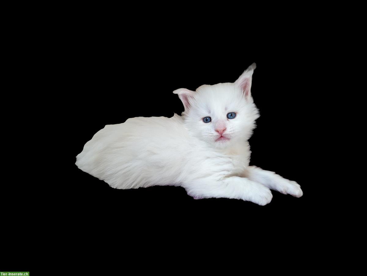 Bild 2: Hochsilberne Maine Coon Kitten