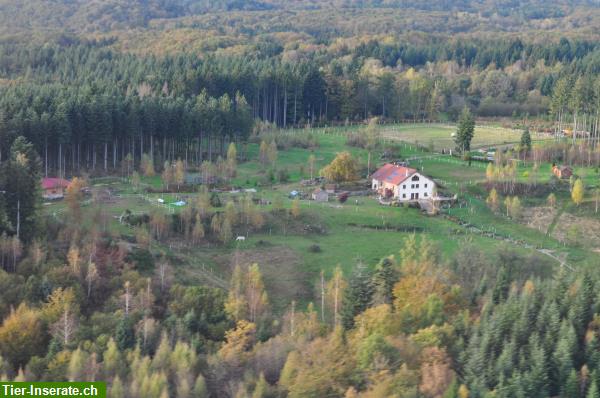 Bild 6: Chalet Urlaub in Naturschutzgebiet mit Badesee in den Südvogesen