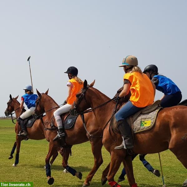 Bild 4: International Polo and Horse Summer Camp, Andalusia/Spain