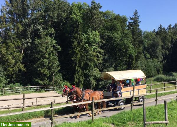 Bild 2: Ferienaktivitäten mit Pferden für Kinder/Jugendliche in Eglisau ZH