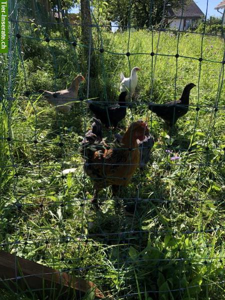 Bild 2: Weideland gesucht für 4-10 Hühner