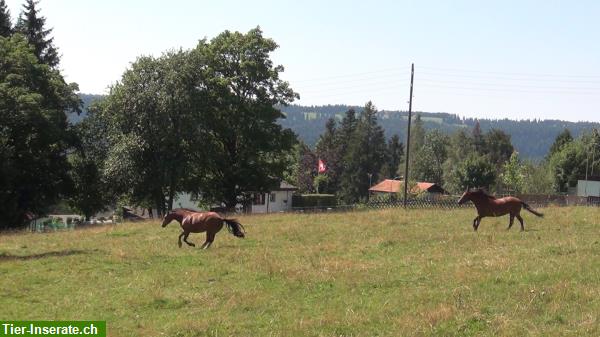 Bild 10: Reitferien mit Pferdefilm-Regisseurin auf Mont-Soleil, Berner-Jura