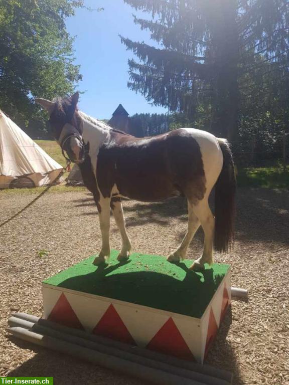Bild 3: Neues Zirkus-Podest für Ponys und Grosspferde