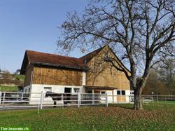Vermieten Stall (Selbstversorger) & Weiden für bis zu 7 Pferde in Mönchaltorf