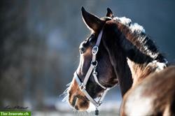 Pferdefotografie fürs Herz | Pferdeshootings