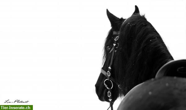 Bild 2: Pferdefotografie fürs Herz | Pferdeshootings