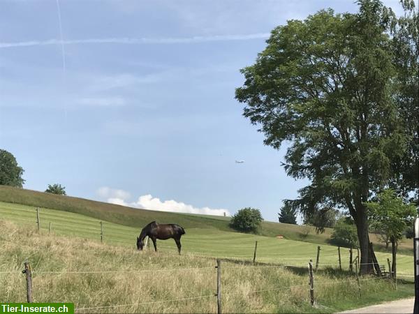 Pferdeboxe mit grossem Auslauf 35m2 im ZH-Unterland