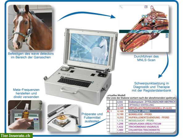 Bild 3: Vital Coaching für Pferde mit dem MetaVital@Horse System