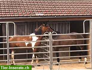 Bild 2: Pferdeboxen in 2516 Lamboing Berner Jura zu vermieten