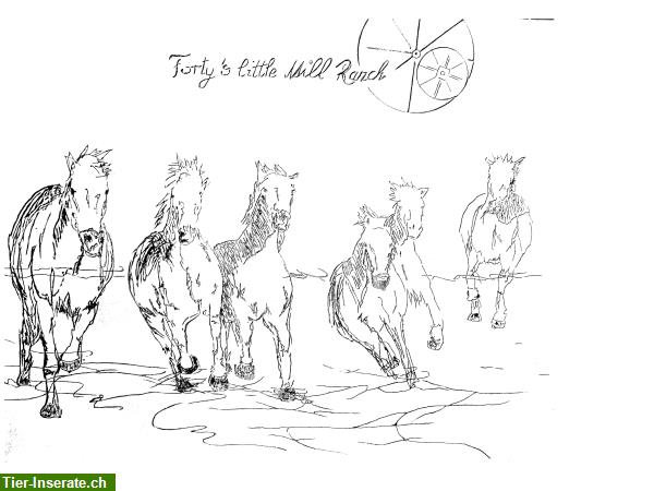 Bild 5: Pferdeboxen in 2516 Lamboing Berner Jura zu vermieten