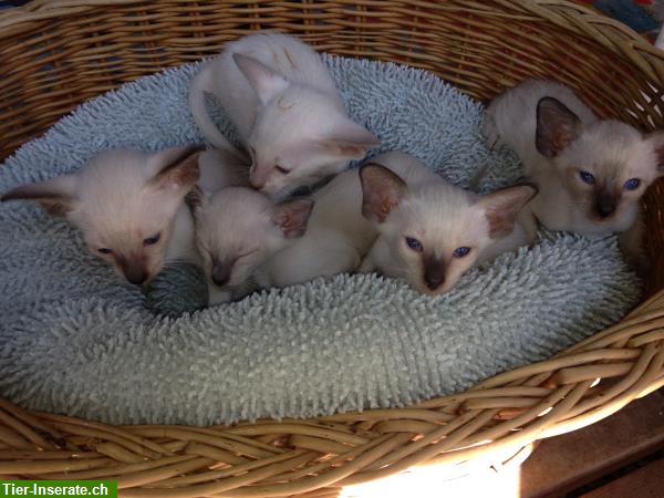 Bild 2: Typvolle Siam Kätzchen mit FFH/FIFe-Pedigree