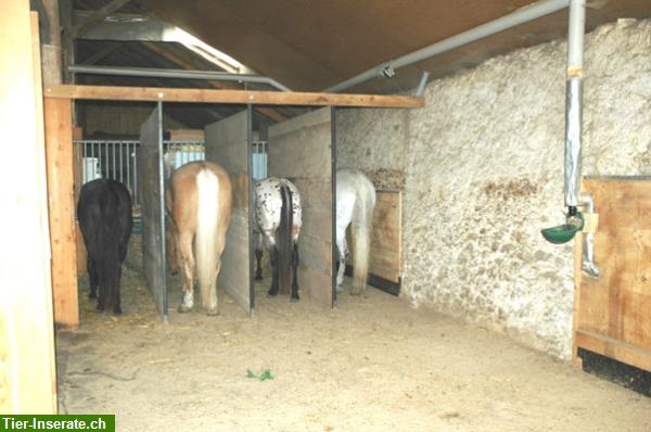 Bild 3: Pferdeplätze in Offenstall / Freilaufstall in Lamboing BE