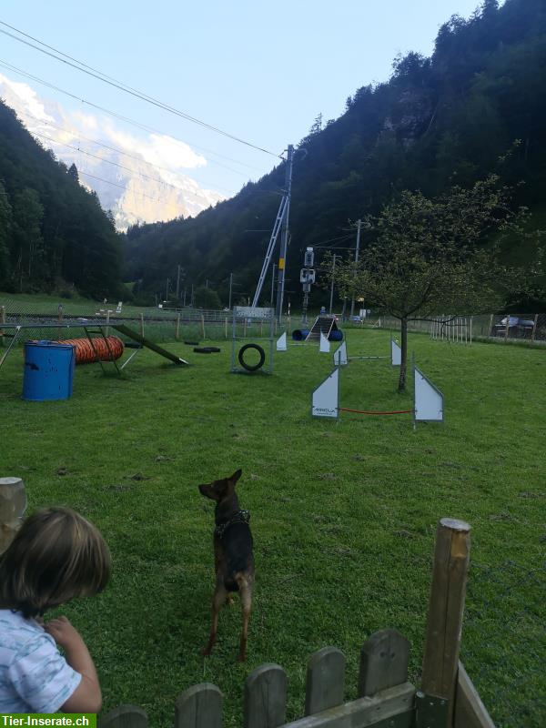Bild 3: Hunde Tages-/Ferienplätze in Haus & Garten, Berner Oberland