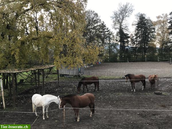 Bild 7: Freie Pferdeboxen mit Gruppenhaltung, St. Galler Rheintal
