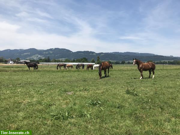 Bild 8: Freie Pferdeboxen mit Gruppenhaltung, St. Galler Rheintal
