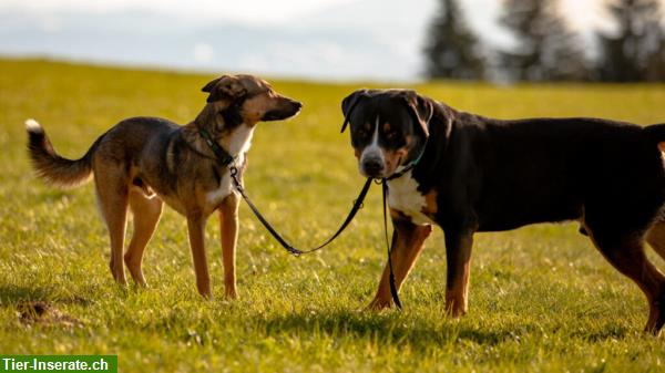 Bild 3: Pfote aufs Herz | Hundeschule im Zürcher Oberland mit Herz & Verstand