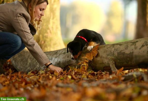Bild 4: Pfote aufs Herz | Hundeschule im Zürcher Oberland mit Herz & Verstand