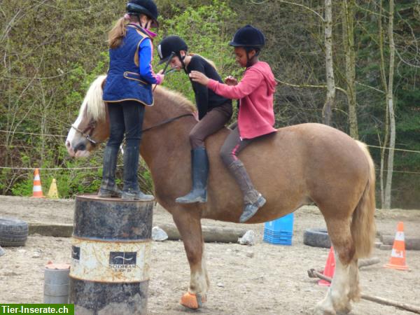 Bild 2: Kennlerntage mit Pferden im Aargau