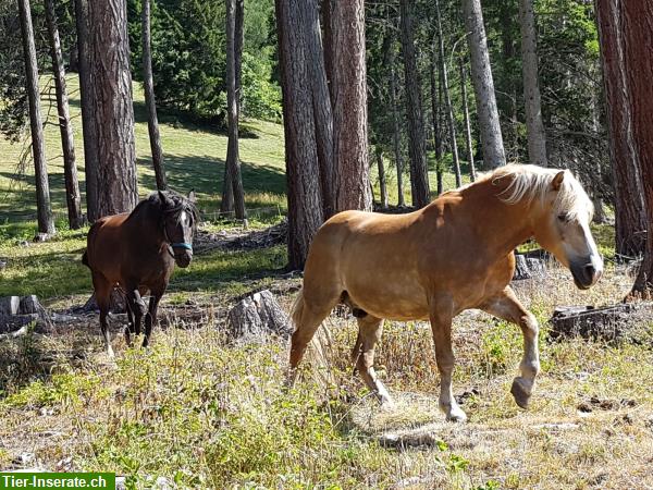 Alters- & Ferienplatz für Pferd, Pony, Esel in Graubünden