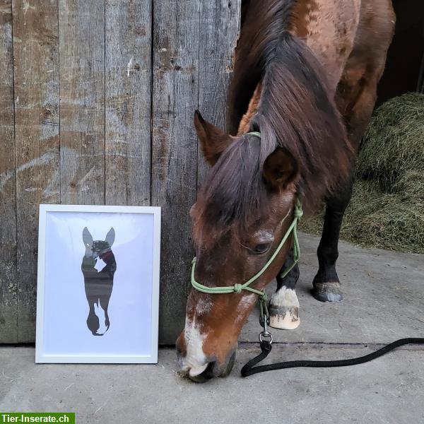 Personalisiertes Portrait / Zeichnung von deinem Pferd