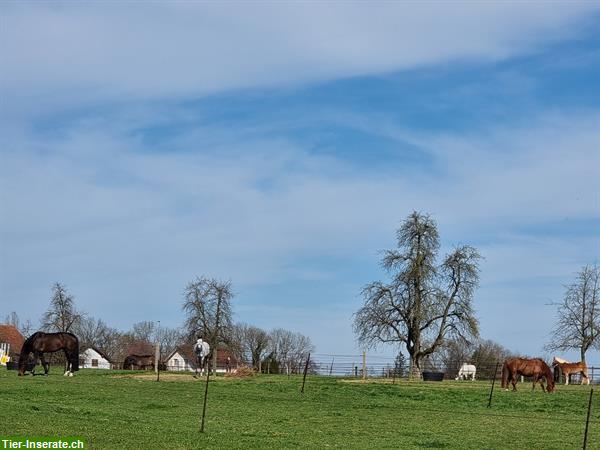 Bild 5: Pferdeboxen mit viel Weidegang ganzjährig, Thurgau