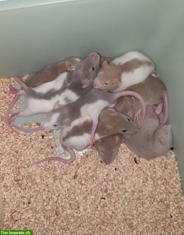 Bild 4: Junge Rattenbabys, sehr handzahm zu verkaufen