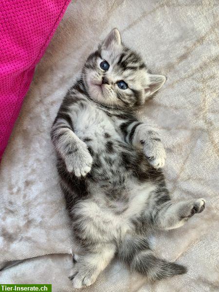 Bild 7: Britisch Kurzhaar Kitten in silber tabby, Whiskas