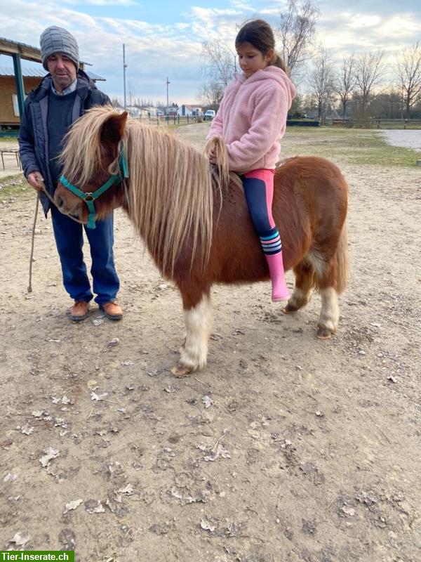 Bild 3: Zwei nette Pony Wallache, 7- und 8-jährig