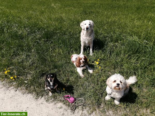 Bild 2: Conny's Hundeparadies | Hundebetreuung mit Familienanschluss
