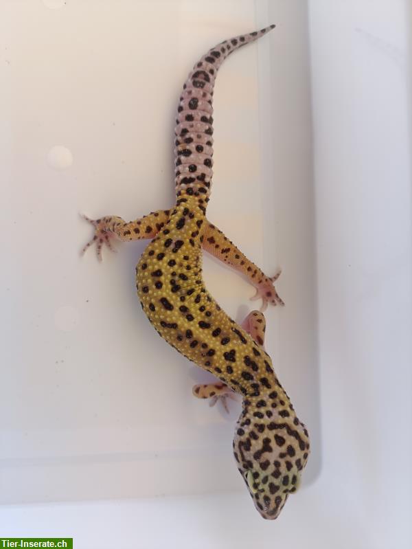 Bild 2: 0.5 Leopardgeckos zu verkaufen