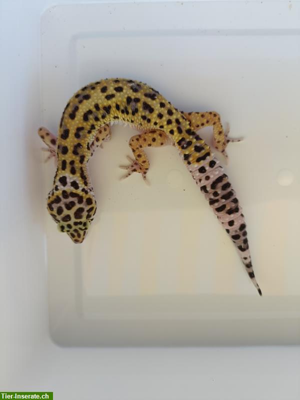 Bild 3: 0.5 Leopardgeckos zu verkaufen