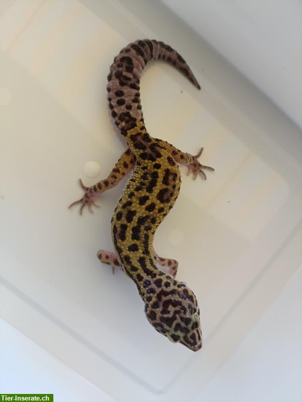 Bild 4: 0.5 Leopardgeckos zu verkaufen