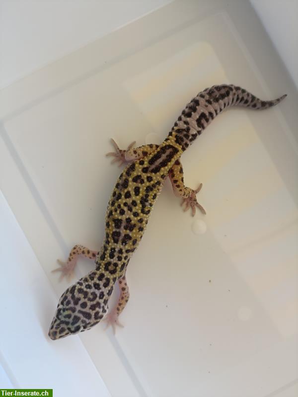 Bild 5: 0.5 Leopardgeckos zu verkaufen