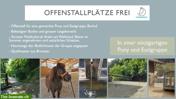 Bild 2: Offenstallplätze frei bei Pferdegefühl in Erlenbach im Simmental