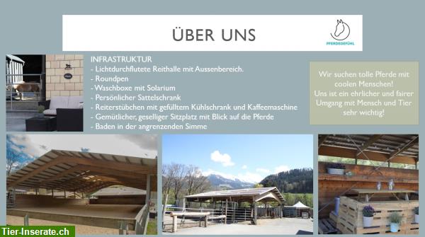 Bild 3: Offenstallplätze frei bei Pferdegefühl in Erlenbach im Simmental