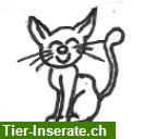 Professionelle Katzenbetreuung in der Region Frauenfeld und Wetzikon ZH