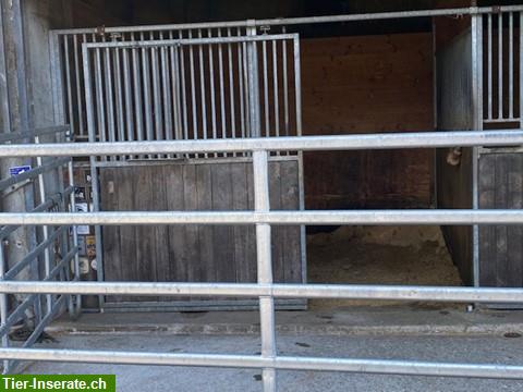 Bild 3: Pferdebox frei Innen oder mit Einzelauslauf in Oberdiessbach