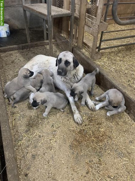 Kangal Herdenschutzhunde zu verkaufen