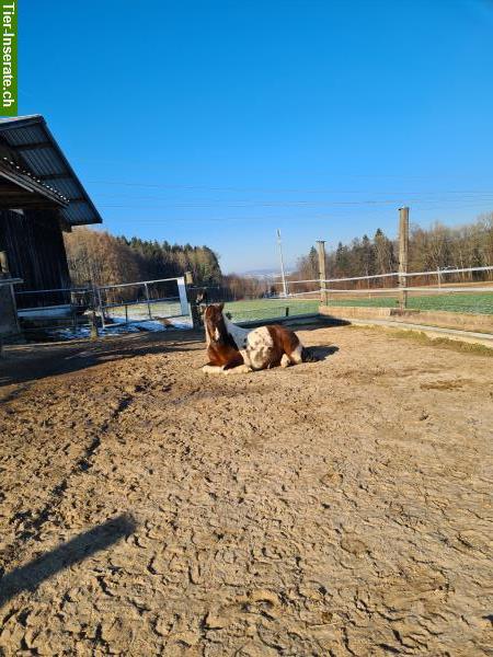 Bild 6: Freier Platz in Offenstall in bunt gemister 7-köpfiger Pferde-Pony-Herde