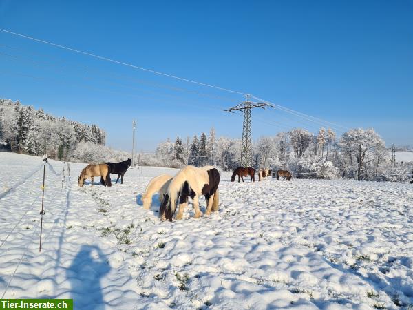 Bild 7: Freier Platz in Offenstall in bunt gemister 7-köpfiger Pferde-Pony-Herde
