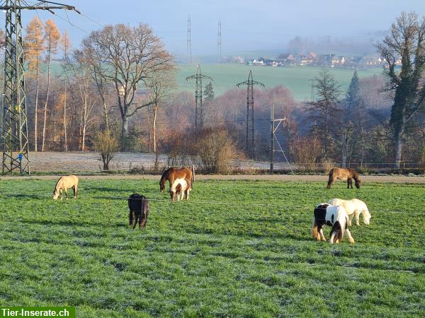 Bild 8: Freier Platz in Offenstall in bunt gemister 7-köpfiger Pferde-Pony-Herde