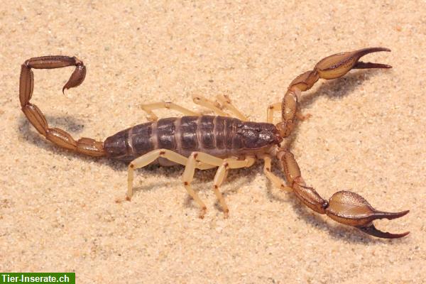 Bild 2: Diverse Skorpione und Zubehör abzugeben