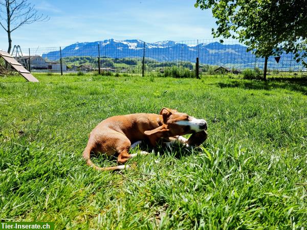 Bild 3: Hundebetreuung | Tierpension Grüne Pfote in Kaltbrunn SG