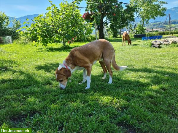 Bild 8: Hundebetreuung | Tierpension Grüne Pfote in Kaltbrunn SG