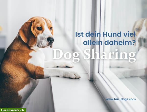 Dog Sharing PLUS - damit Hunde mehr Gassi gehen können
