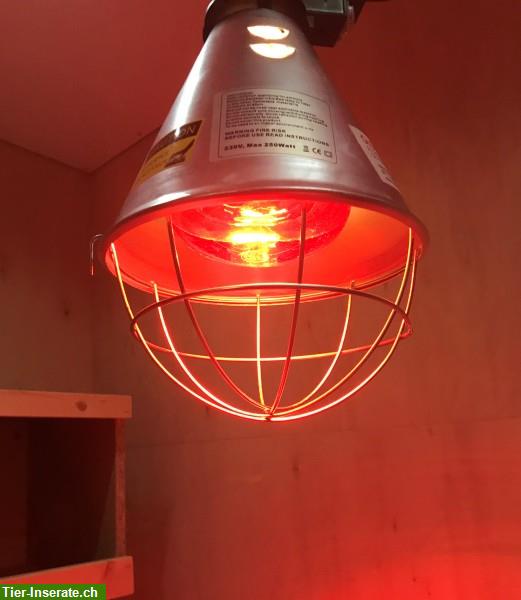 Bild 4: Infrarot Wärmelampe, Küken, Infrarotlampe 175 W