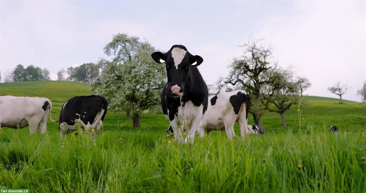 Leistungsfähige Holstein Kühe und Jungvieh zu verkaufen