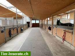 Bild 3: Grosse Auslaufboxen in Schaan, Liechtenstein