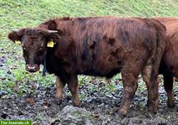 Dexter Kühe rot mit Horn zu verkaufen